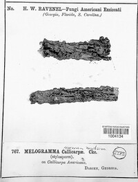 Melogramma callicarpae image